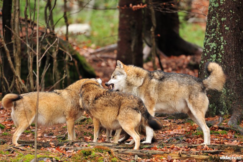 Wolven