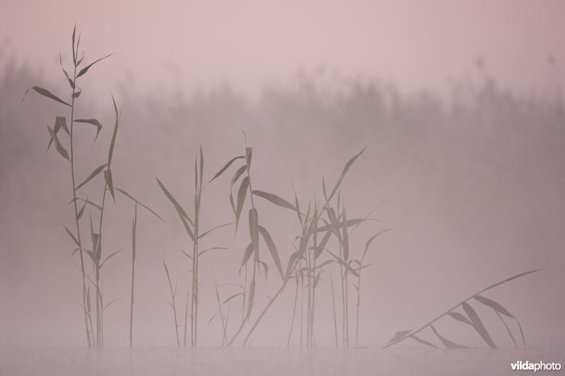 Rietstengels in de mist