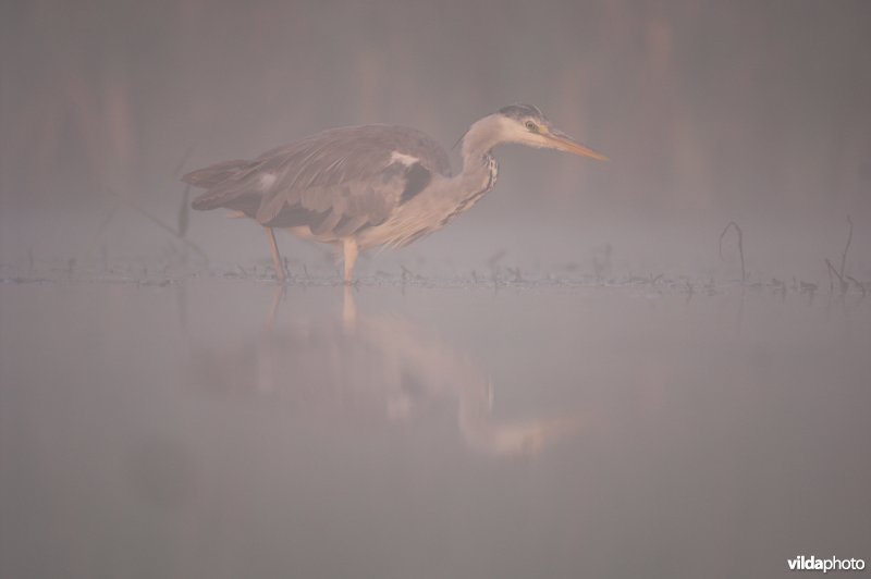 Jagende Blauwe reiger