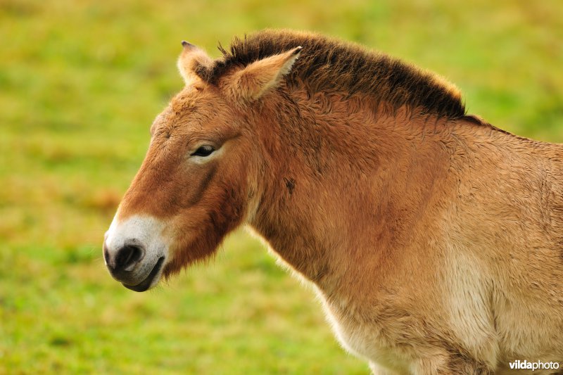 Przewalski-paard