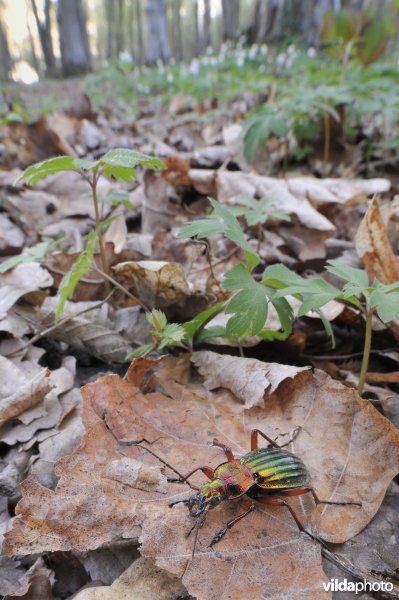 Goudglanzende loopkever tussen bosanemoon