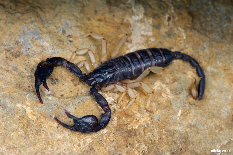 Europese zwarte schorpioen