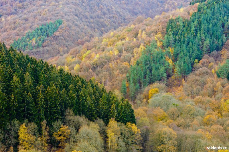 Herfstige hellingen in de Ardennen