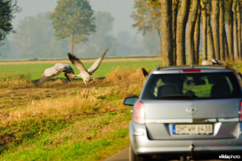 Auto botst bijna op kraanvogels