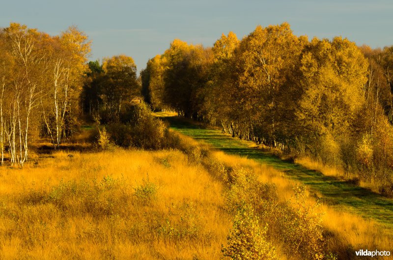 Vlammende herfstkleuren