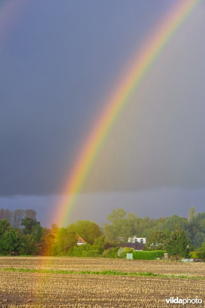 Regenboog over maisakker