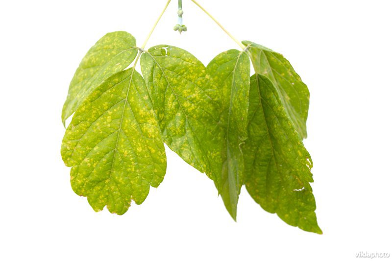 Acer negundo var Variegatum
