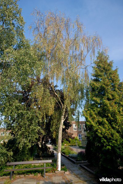 Betula verrucosa var Tristis