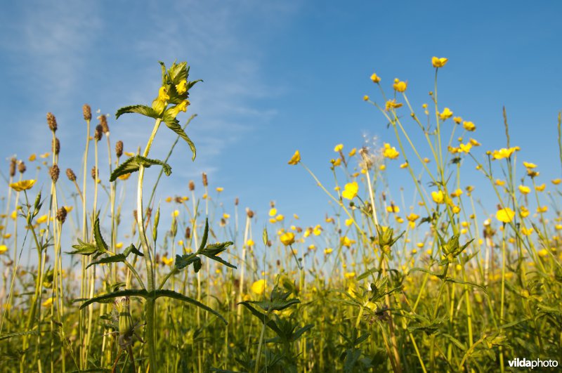 Bloeiende Grote ratelaar