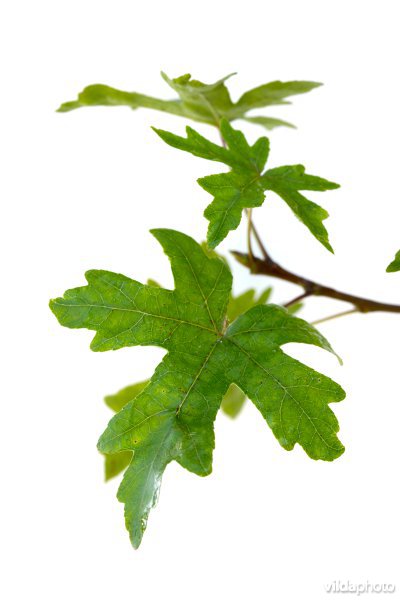 Oosterse amberboom