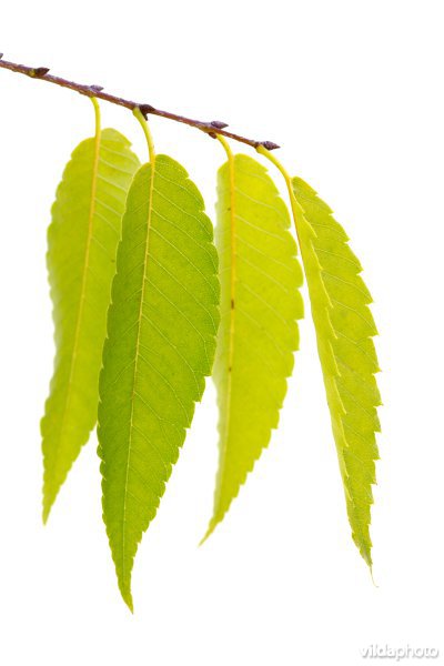 Japanse zelkova