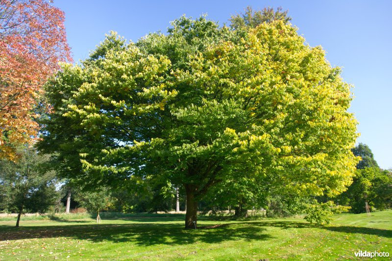 Japanse zelkova