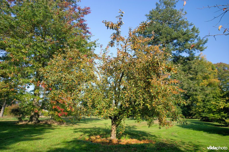 Malus Golden Hornet