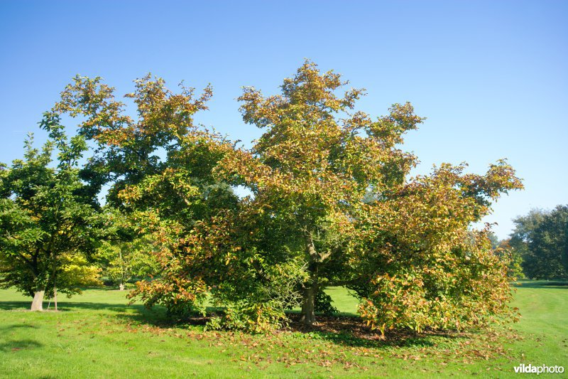 Magnolia kobus Norman Gold