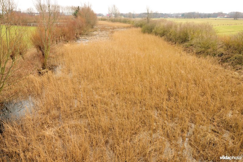 Oude Dijle-arm
