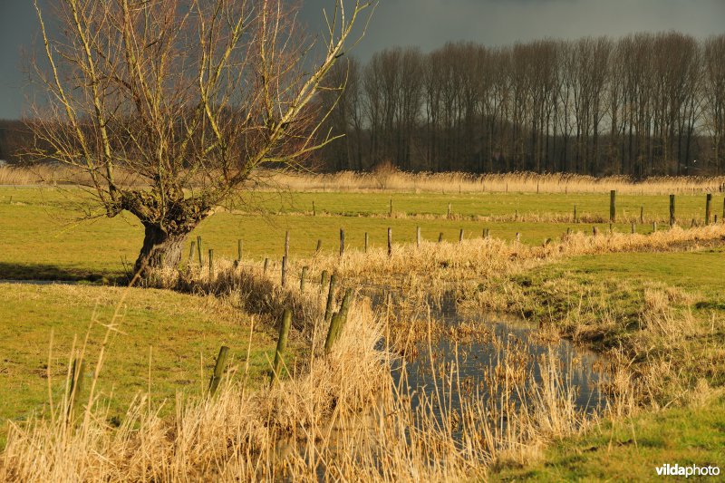 Vingelinkbeekvallei in de Kalkense meersen