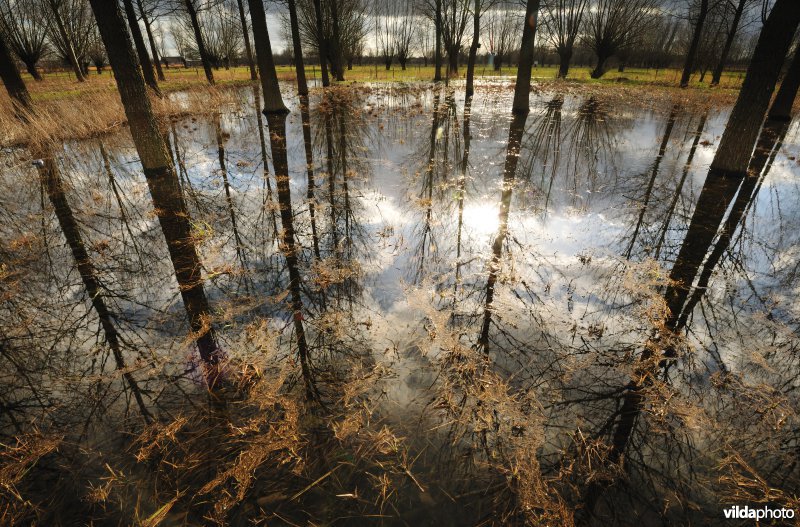 Verzopen populierenbos in de Kalkense meersen