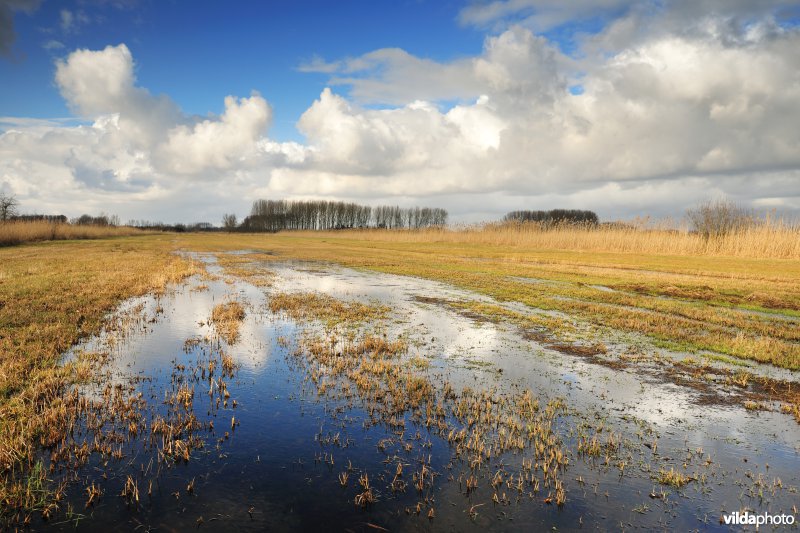 Belham in de Kalkense meersen