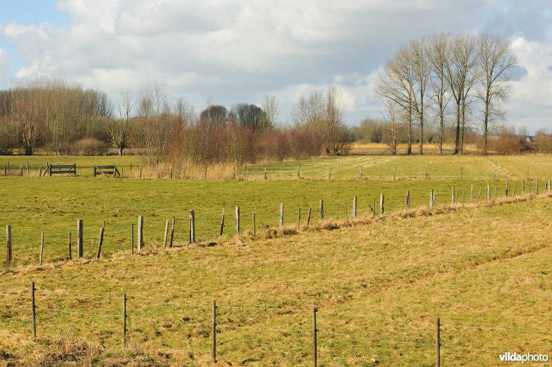 Springels in de Kalkense Meersen