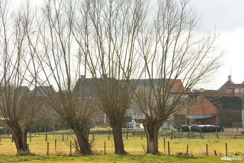 Aard in de Kalkense Meersen