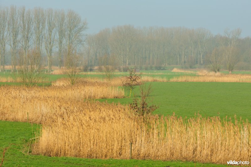 Paardeweide