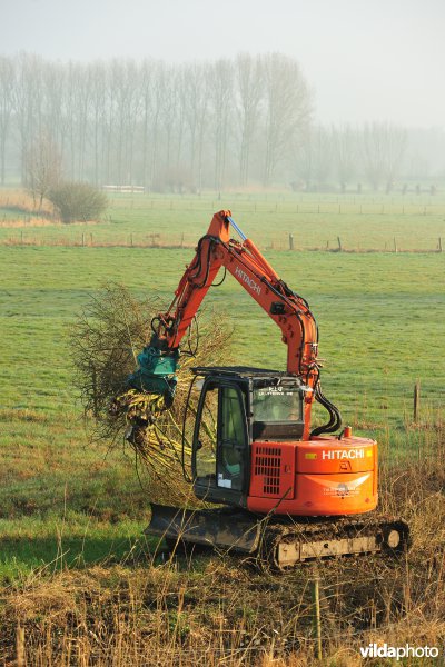 Bergenmeersen