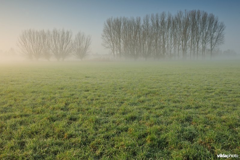 Bergenmeersen