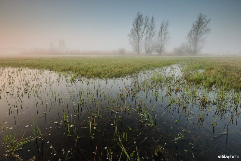 Bergenmeersen