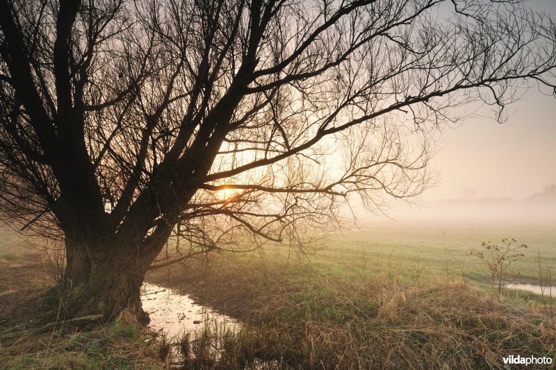 Bergenmeersen