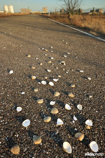 Schelpen op straat