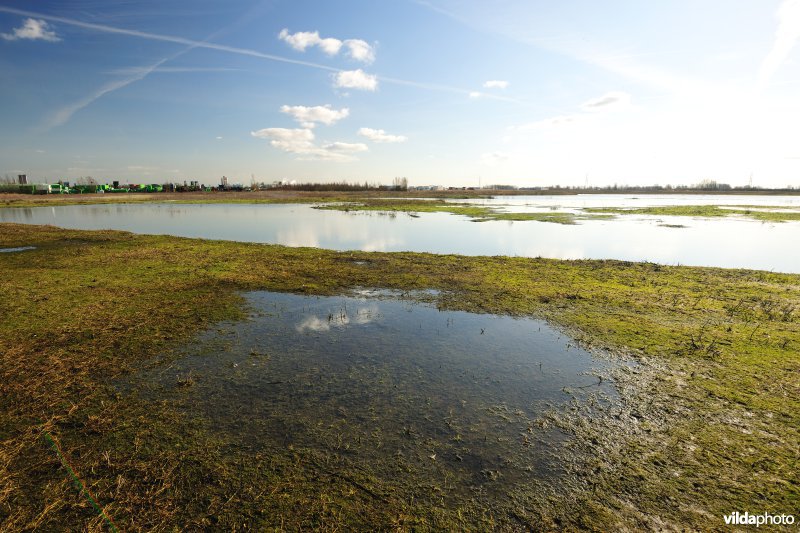 Vlakte van Zwijndrecht