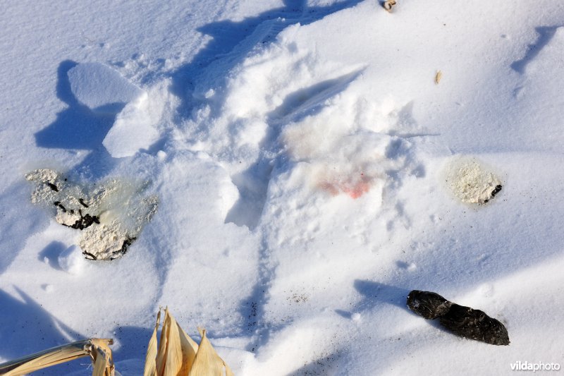 Braakbal van Sneeuwuil