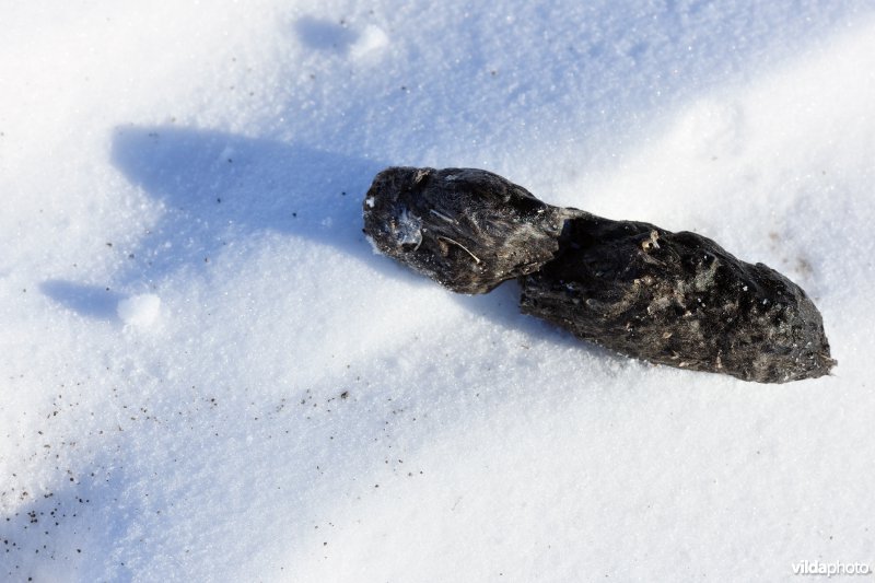 Braakbal van Sneeuwuil