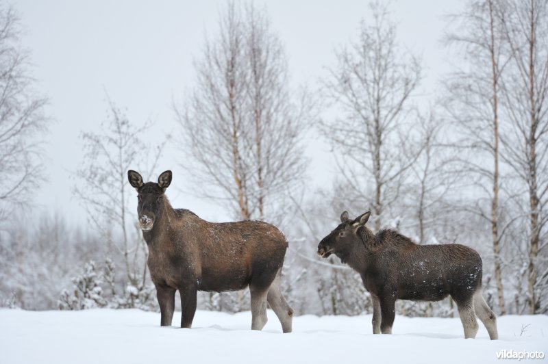 Eland in de sneeuw