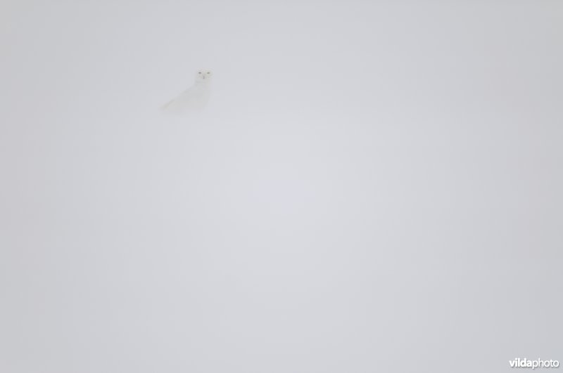 Sneeuwuil in een wit landschap
