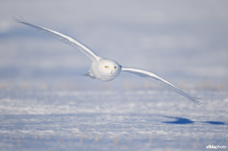 Sneeuwuil in vlucht