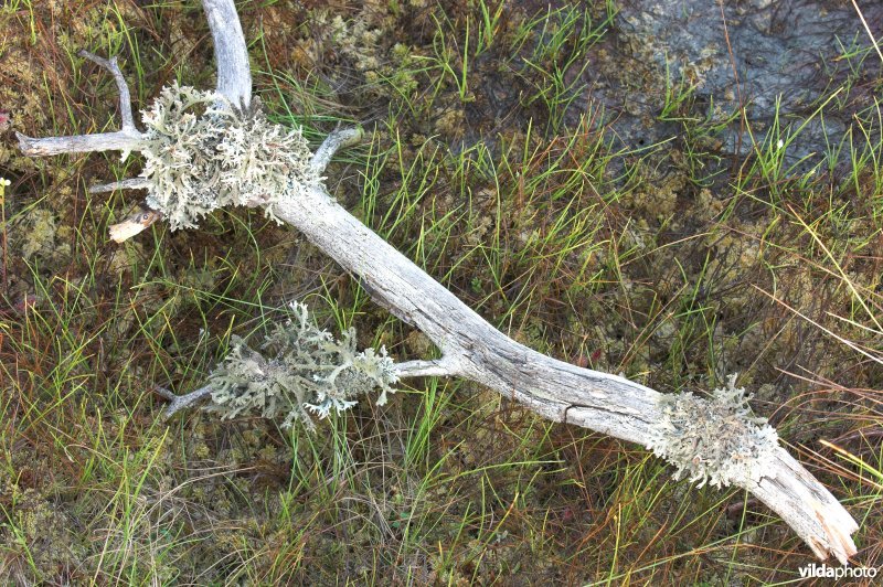 Purper geweimos op tak