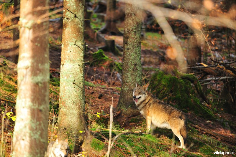 Wolf