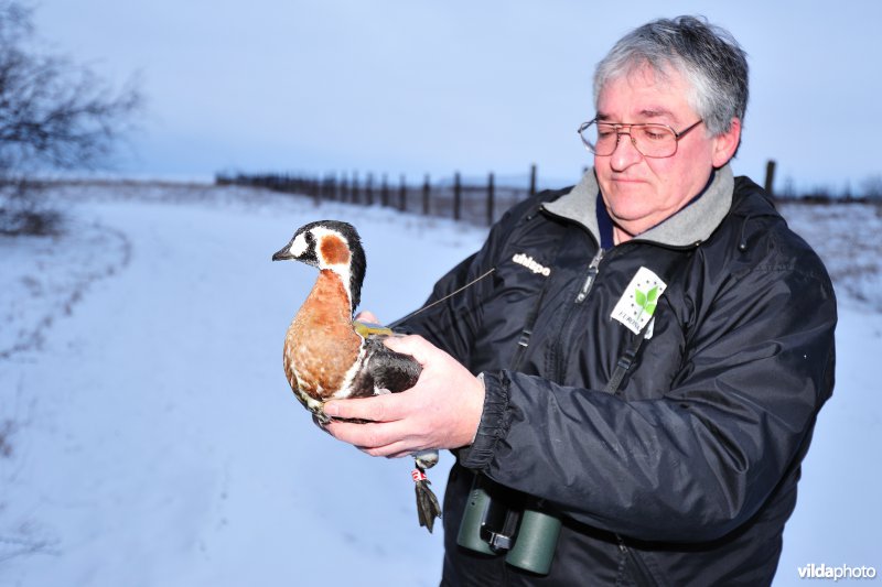 Roodhalsgans met GPS zender