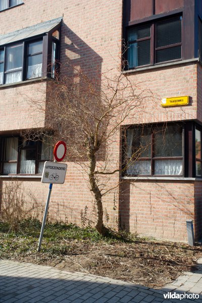 Kronkelwilg