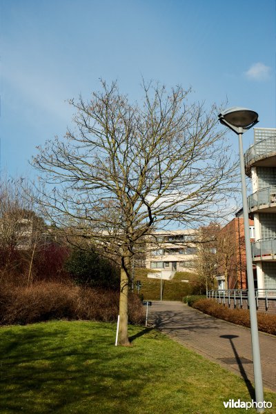 Robinia pseudoacacia var Bessoniana