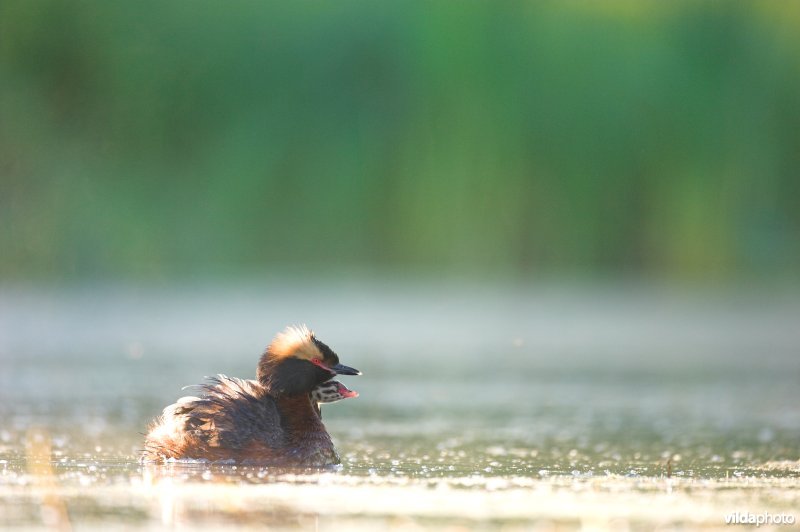 Kuifduiker op meer