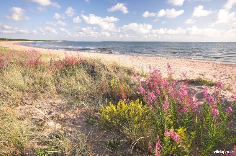 Strand van Vilsandi