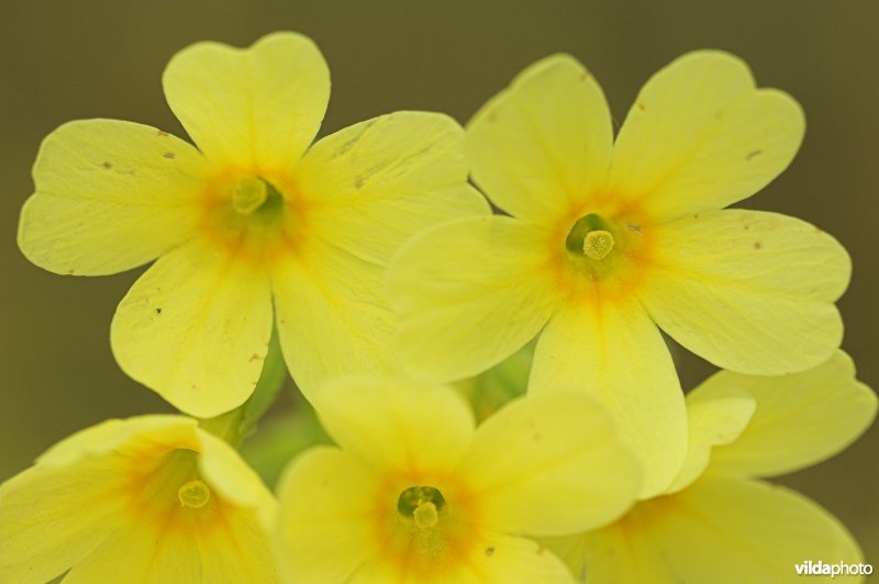 Bloemetjes van Slanke sleutelbloem