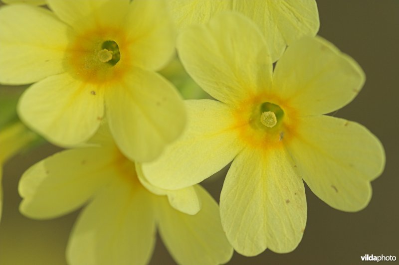 Bloemetjes van Slanke sleutelbloem