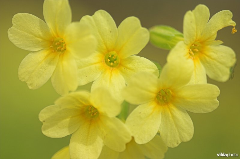 Bloemetjes van Slanke sleutelbloem