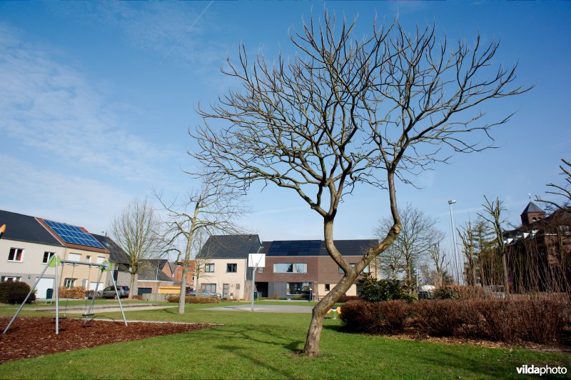 Fluweelboom
