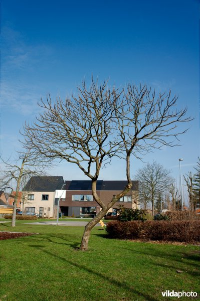 Fluweelboom