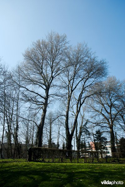 Grauwe abeel