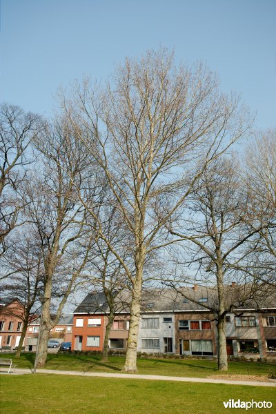 Grauwe abeel